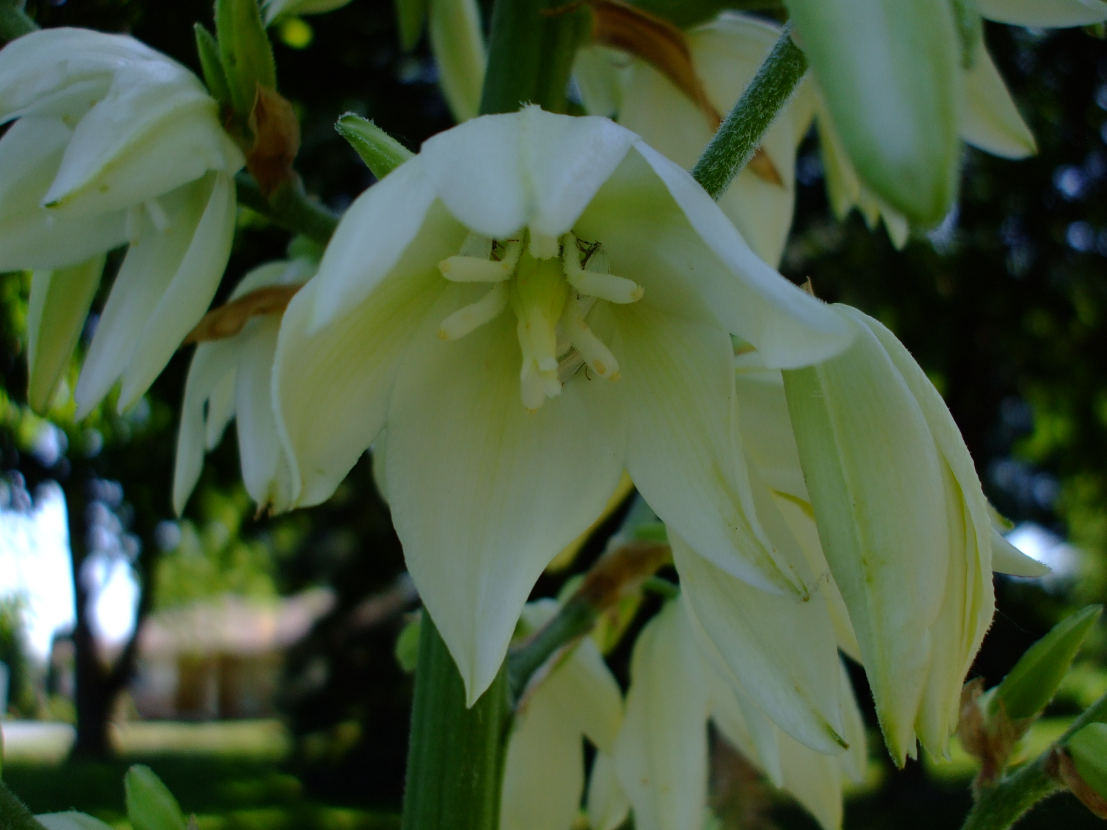 Yucca flaccida